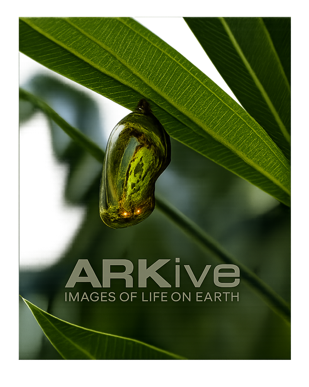 ماشین آلات حفاری هستند